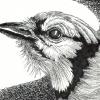 Blue Jay