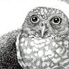 Burrowing Owl
