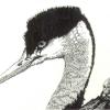 Grebe