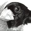 Rose Brassted Grosbeak