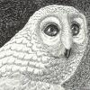 Snowy Owl