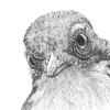 Western Jay