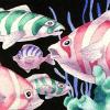 Pink - Green

